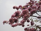 台中風鈴木盛開　宛如粉紅花海