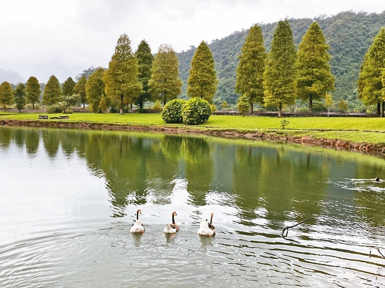 宜蘭福園水畔落羽松林,有鵝群相伴。 記者羅建旺/攝影