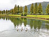 落羽松紅了！北宜花看得到　明池最早變裝
