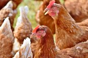 「禽」況不妙！彰化土雞場爆禽流感　撲殺逾2萬隻