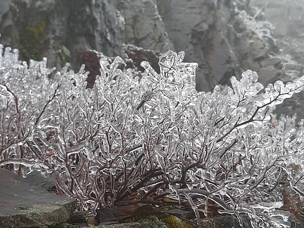 合歡山目前還沒降雪，但台14甲線35K處已結起了「霧淞」。圖／取自臉書《天氣風險 weatherrisk》