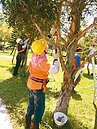 桃市修剪觀樹木、行道樹　將需考照認證