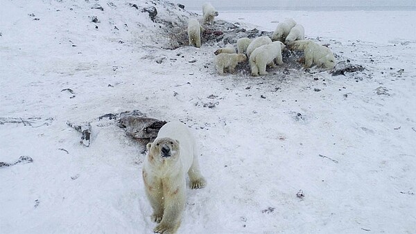 俄羅斯遠東一處極北村莊近日遭到超過50頭北極熊入侵,當局已指示民眾組成巡邏隊,取消跨年在內的一切公開活動,並加強防衛學校,以防居民跟北極熊正面衝突。圖/Maxim Deminov/WWF Russia/The Moscow Times