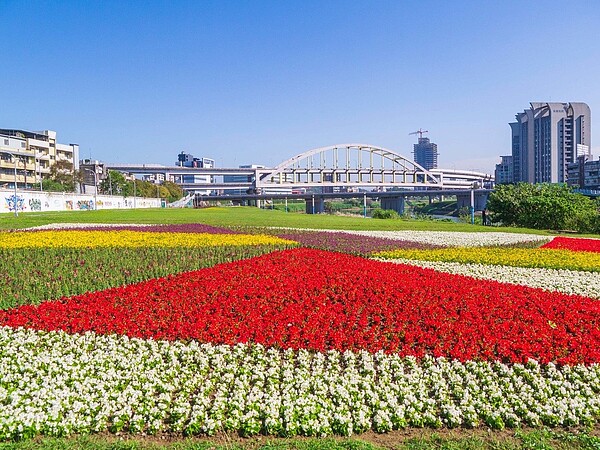 北市水利處在成美右岸河濱公園打造2區花海，圖為成功橋下花海區。圖／台北市工務局水利處提供