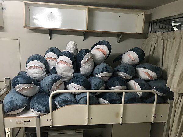 一名大學生回宿舍時,發現他的床變成了「鯊魚養殖場」。圖/翻攝自臉書「靠北清大」