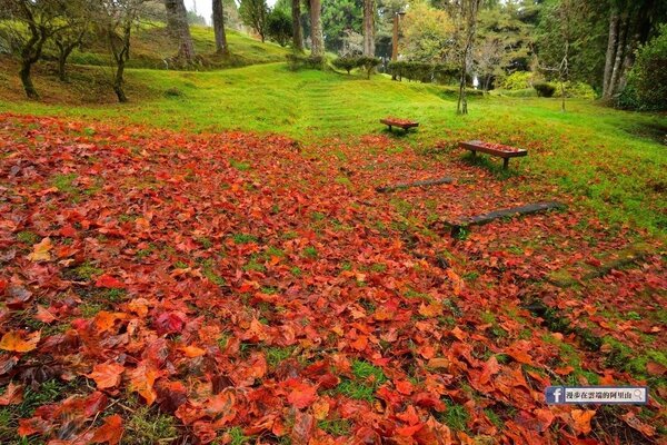 因雨水而落下的紅葉，在阿里山上構成大片的紅葉地毯。圖／漫步在雲端的阿里山粉絲團授權使用