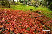 阿里山整片「紅葉地毯」染紅森林！網友讚：不用去日本
