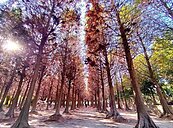 千棵落羽松紅了！她臉書推薦「祕境市區就有」