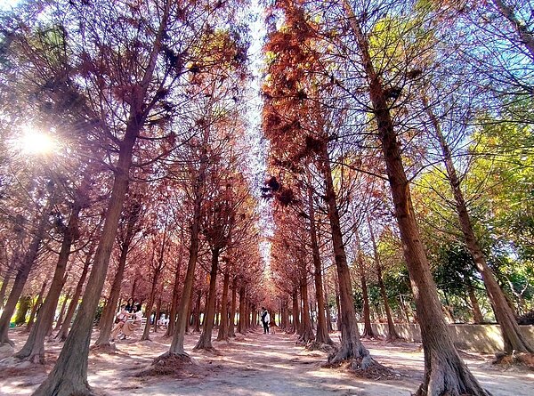 中科落羽松近年爆紅,台中市長盧秀燕在臉書推薦秘境,在台中市區就看得到千棵落羽松美景。圖/取自盧秀燕臉書