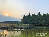 祕境爆紅！台南六甲落羽松季結合小旅行　明年元月登場