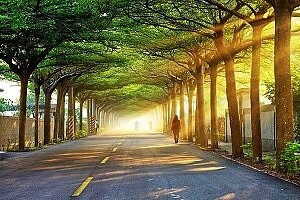 潮州泗林林蔭大道。圖/取自屏東縣潮州鎮公所