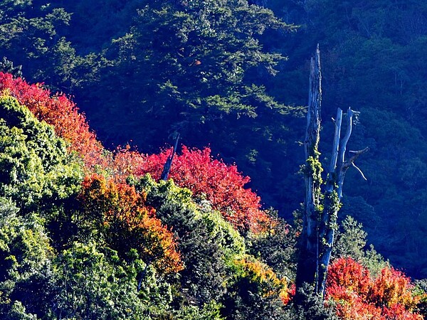 新中橫的紅榨槭楓葉為青翠山巒間染上一抹楓紅,美景如畫。圖/印莉敏提供