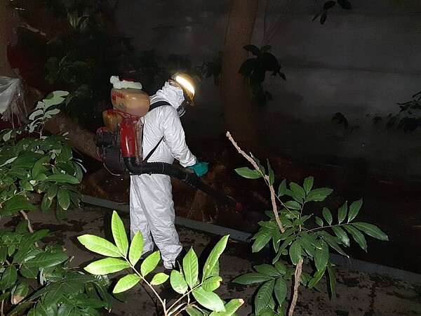 環保局人員於發現豬屍當天在現場進行全面性消毒,後續經家衛所檢驗,確定該豬屍未檢出非洲豬瘟病毒。圖/北市動保處提供