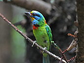 大雪山飛羽國際賞鳥大賽　週末登場盛況可期