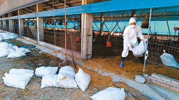 屏東縣鹽埔鄉一處土雞場經試驗所確認感染H5N5亞型高病原禽流感病毒，屏東縣動物防疫所立即執行撲殺作業，撲殺1萬6310隻黑羽土雞。 圖／屏東縣政府提供