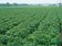 農業明年十大新制　禁用巴拉刈、從農準備金最高72萬元