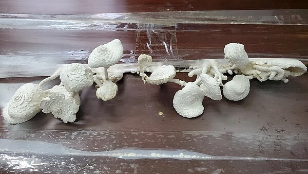 一名來自高雄的網友PO出自家木地板長出白色香菇的照片,引發大家熱議。圖/取自臉書社團