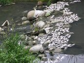 太平旱溪支流番仔溝死魚多　疑偷排有毒廢水