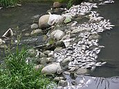 太平旱溪支流番仔溝死魚多　疑偷排有毒廢水