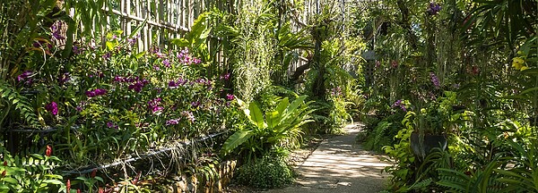 莫斯科植物園「藥師花園」（Apothecary Garden）本周宣布，園內通常預告春天到來的雪花蓮因「搞混冬天跟春季」而提前綻放。圖取自Apothecary Garden官網