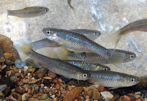 台灣白魚屬台灣特有種、珍貴稀有保育類野生魚類,目前主要棲息地在埔里鎮。(一新社區發展協會提供/張晉銘南投傳真)