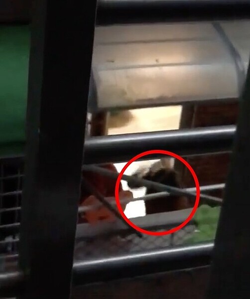 龜山一間幼兒園傳出疑似虐童,園長持棍棒打牆壁,女童嚇到痛哭,教育局將開罰6萬元,不排除廢除設立許可。圖/翻攝自臉書