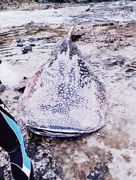 一尾長約7公尺的保育類豆腐鯊（鯨鯊）下午4點45分，被人發現擱淺在台東縣綠島鄉睡美人海灘，身體多處礁岩割傷，仍汨汨流著鮮血。圖／陳保成提供