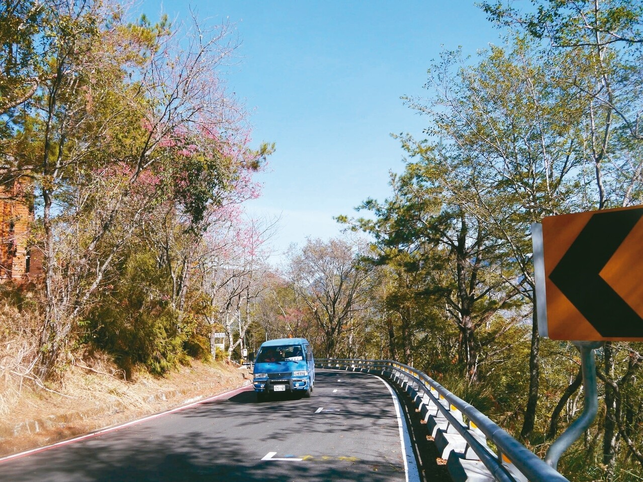 南橫公路高雄梅山口以上路段交通中斷，目前山區道路重新鋪柏油，路旁山櫻花也已綻放。 記者徐白櫻／攝影