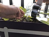 冬天在陽台、屋頂也能種蔬果　好吃又能綠美化