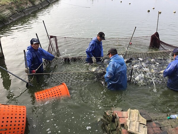 嘉義縣因天氣暖和無寒害,養殖大宗台灣鯛盛產,農委會啟動收購台灣鯛產銷調節措施。圖/縣府提供