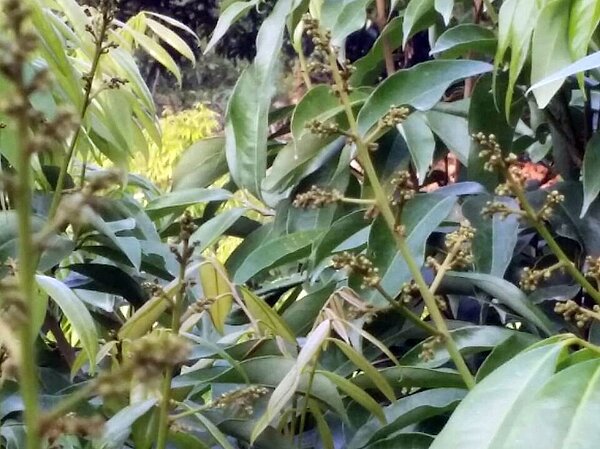 高雄今年暖冬，荔枝開花率不理想。圖／聯合報資料照片