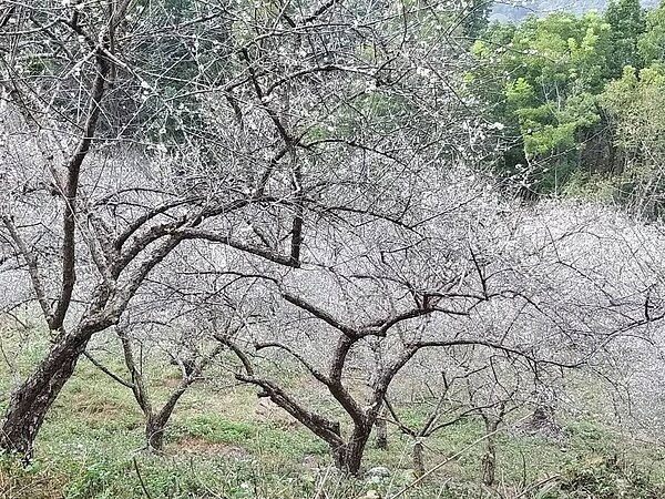高雄六龜寶來山區梅花綻放,竹林地區賴家古厝附近出現開花盛況。 記者徐白櫻/翻攝