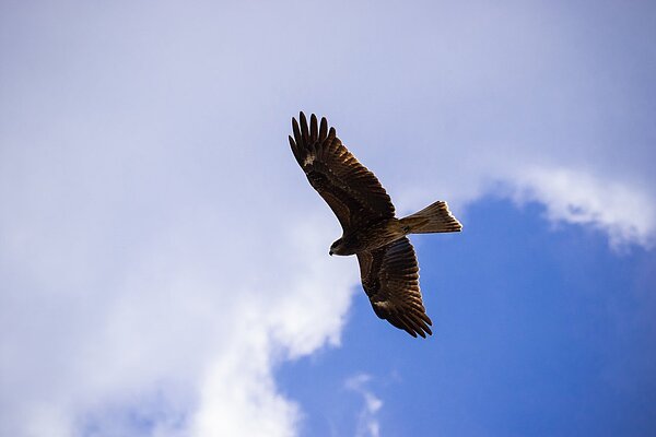 台灣猛禽研究會統計2019年全台黑鳶數量達709隻，是近7年來調查新高點。圖／屏東縣三地門鄉公所提供