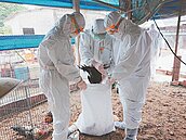 台南新市禽流感　撲殺8209隻土雞