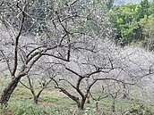 冷氣團來襲　梅、櫻提早開花