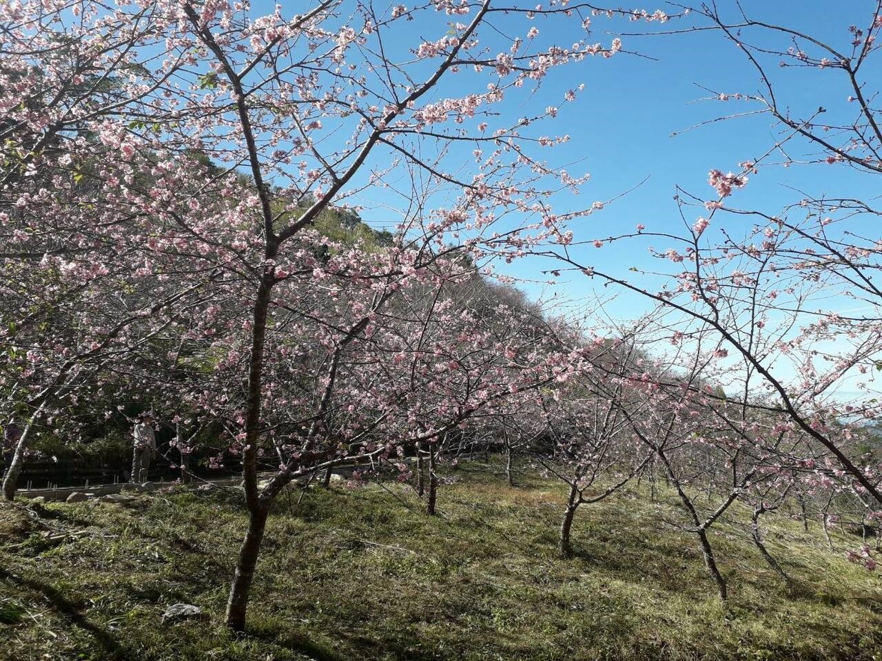 高雄六龜寶來山區梅花綻放，竹林地區賴家古厝附近出現開花盛況。 記者徐白櫻／翻攝