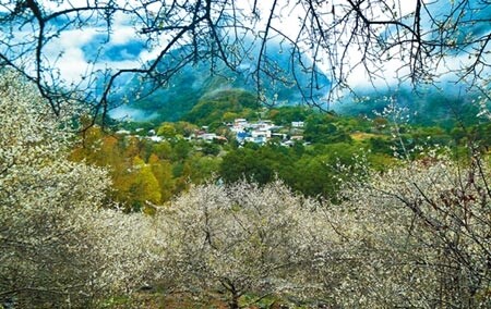南橫公路新武部落盛開的梅花，與遠處山嵐相映，蔚為美景，賞花正是時候。圖／記者莊哲權攝影