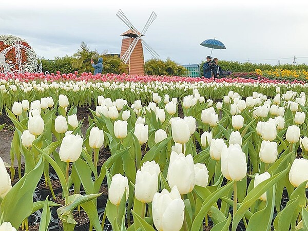 中社觀光花市鬱金香花季上月30日盛大登場，30萬株多達50多項品種將輪番綻放到今年3月中。（陳淑娥攝）