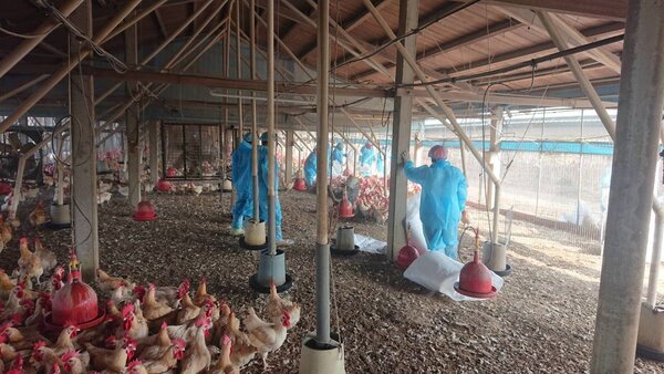 雲林縣今撲殺一處感染禽流感的紅羽土雞場。圖／記者陳雅玲翻攝