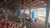 今年第一場　雲林養雞場禽流感撲殺2.3萬隻