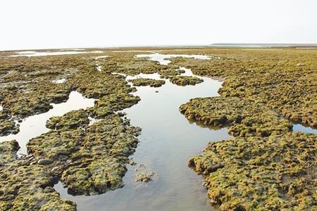 
桃園觀新藻礁列為保育區，與目前遭關注的大潭藻礁分屬大潭電廠的南側與北側，2地點並不同。（本報資料照片）
 