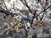 台東鸞山梅花盛開　梅農擔心蜜蜂少