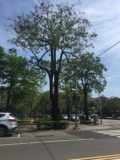不受歡迎行道樹又以黑板樹數量最多,從蘆竹、桃園、中壢、大溪、龍潭到平鎮都看得到黑板樹,總數多達1921棵,其根系擴張快速易破壞人行道鋪面,花期10到11月會散發似塑膠味氣味。 圖/桃園市養工處提供