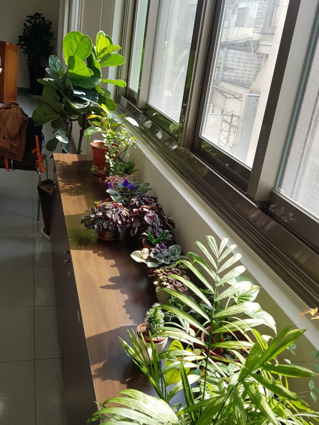 室內擺放盆栽，可有效淨化室內空氣。記者彭宣雅／攝影