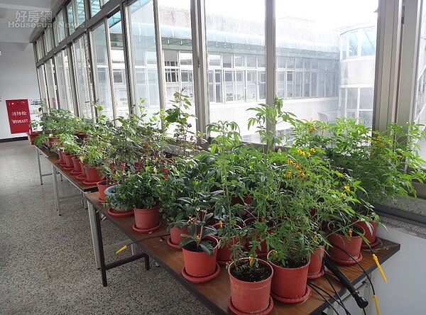 農委會表示,建築物不同方位的窗台,日照程度都不一樣,就要選擇適合的作物。照片農委會提供