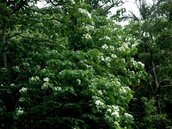 竹市桐花祭　一窺高峰植植物園千年桐面紗