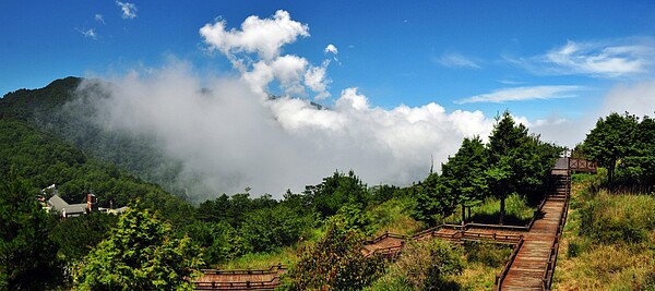 觀霧-雲霧步道。圖／內政部營建署提供