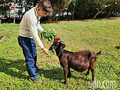 養校貓、校犬不稀奇　桃園這兩校養羊還能幫除草
