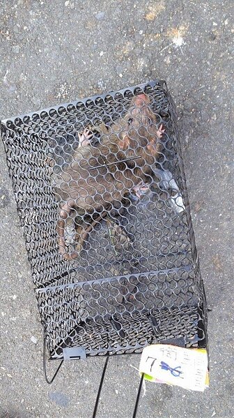 防疫團隊在個案居住地及工作地展開捕鼠行動。圖/高雄市衛生局提供