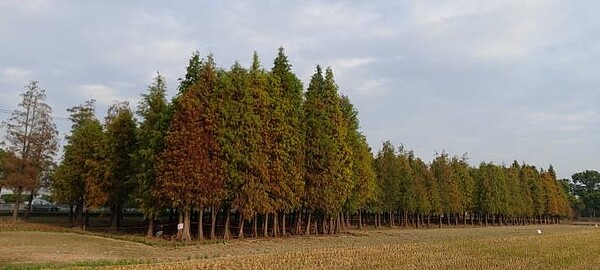 「六甲落羽松季」也於今年首度開辦。台南市政府提供